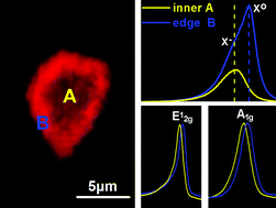 Graphical abstract: Spatial non-uniformity in exfoliated WS2 single layers