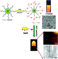 Graphical abstract: A novel strategy towards designing a CdSe quantum dot–metallohydrogel composite material