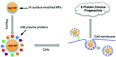 Graphical abstract: Nanoparticles-cell association predicted by protein corona fingerprints