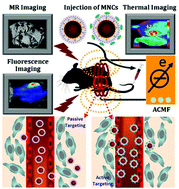 Graphical abstract: Multi-modal Mn–Zn ferrite nanocrystals for magnetically-induced cancer targeted hyperthermia: a comparison of passive and active targeting effects