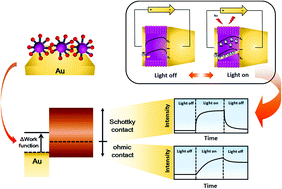 Graphical abstract: Schottky barrier-gated high performance photodetectors using a water-borne polymeric colloid