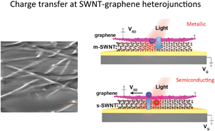 Graphical abstract: Charge transfer at carbon nanotube–graphene van der Waals heterojunctions