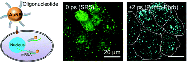 Graphical abstract: Non-fluorescent quantification of single mRNA with transient absorption microscopy