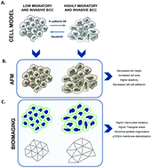 Graphical abstract: Atomic force microscopy and graph analysis to study the P-cadherin/SFK mechanotransduction signalling in breast cancer cells