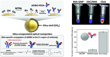 Graphical abstract: Highly robust and optimized conjugation of antibodies to nanoparticles using quantitatively validated protocols