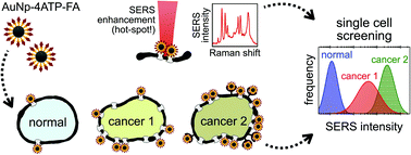 Graphical abstract: Folate-based single cell screening using surface enhanced Raman microimaging