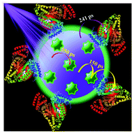 Graphical abstract: Functionalized dye encapsulated polymer nanoparticles attached with a BSA scaffold as efficient antenna materials for artificial light harvesting