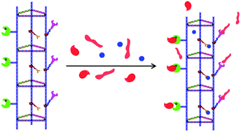 Graphical abstract: A highly versatile platform based on geometrically well-defined 3D DNA nanostructures for selective recognition and positioning of multiplex targets