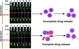 Graphical abstract: A comparative investigation between paclitaxel nanoparticle- and nanocrystal-loaded thermosensitive PECT hydrogels for peri-tumoural administration