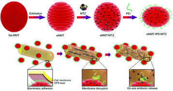 Graphical abstract: Engineering bioinspired bacteria-adhesive clay nanoparticles with a membrane-disruptive property for the treatment of Helicobacter pylori infection