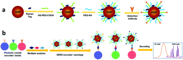 Graphical abstract: Multiplex bioassays encoded by photonic crystal beads and SERS nanotags