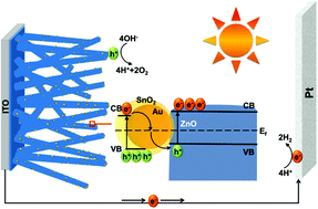 Graphical abstract: ZnO–Au–SnO2 Z-scheme photoanodes for remarkable photoelectrochemical water splitting