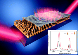 Graphical abstract: Graphene-stabilized lipid monolayer heterostructures: a novel biomembrane superstructure