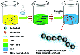 Graphical abstract: Superparamagnetic anisotropic nano-assemblies with longer blood circulation in vivo: a highly efficient drug delivery carrier for leukemia therapy