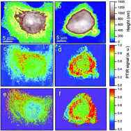 Graphical abstract: Protein clustering in chemically stressed HeLa cells studied by infrared nanospectroscopy