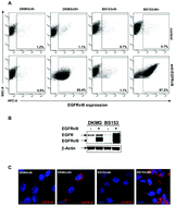 Graphical abstract: Clustered localization of EGFRvIII in glioblastoma cells as detected by high precision localization microscopy