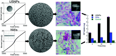 Graphical abstract: Shape-dependent cellular behaviors and relaxivity of iron oxide-based T1 MRI contrast agents