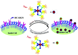 Graphical abstract: Understanding carbohydrate–protein interactions using homologous supramolecular chiral Ru(ii)-glyconanoclusters