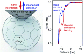 Graphical abstract: Stepwise reversible nanomechanical buckling in a viral capsid
