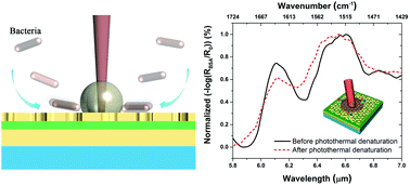 Graphical abstract: Dual-band moiré metasurface patches for multifunctional biomedical applications