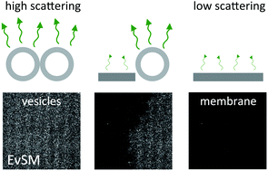 Graphical abstract: Monitoring of single and double lipid membrane formation with high spatiotemporal resolution using evanescent light scattering microscopy