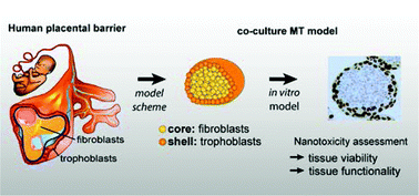 Graphical abstract: A 3D co-culture microtissue model of the human placenta for nanotoxicity assessment