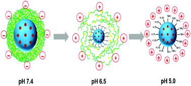 Graphical abstract: A pH-responsive sequential-disassembly nanohybrid for mitochondrial targeting