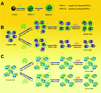 Graphical abstract: Biomarkerless targeting and photothermal cancer cell killing by surface-electrically-charged superparamagnetic Fe3O4 composite nanoparticles