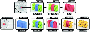 Graphical abstract: The nanoscience behind the art of in-meso crystallization of membrane proteins