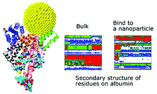 Graphical abstract: Allosteric effects of gold nanoparticles on human serum albumin