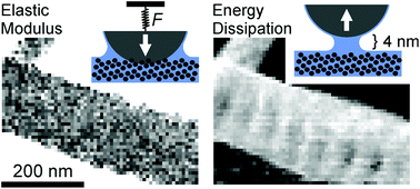 Graphical abstract: Unraveling capillary interaction and viscoelastic response in atomic force microscopy of hydrated collagen fibrils