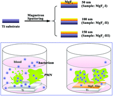 Graphical abstract: Nano-layered magnesium fluoride reservoirs on biomaterial surfaces strengthen polymorphonuclear leukocyte resistance to bacterial pathogens
