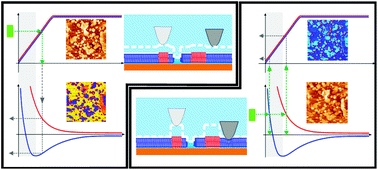 Graphical abstract: True non-contact atomic force microscopy imaging of heterogeneous biological samples in liquids: topography and material contrast