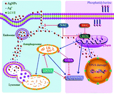 Graphical abstract: Activation of autophagy by elevated reactive oxygen species rather than released silver ions promotes cytotoxicity of polyvinylpyrrolidone-coated silver nanoparticles in hematopoietic cells