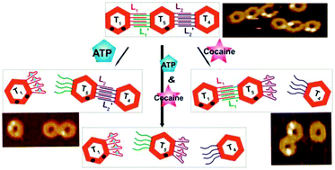 Graphical abstract: Programmed dissociation of dimer and trimer origami structures by aptamer–ligand complexes