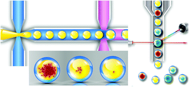 Graphical abstract: High-throughput screening of microchip-synthesized genes in programmable double-emulsion droplets