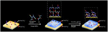 Graphical abstract: Amplified impedimetric aptasensor combining target-induced DNA hydrogel formation with pH-stimulated signal amplification for the heparanase assay