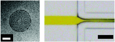 Graphical abstract: Chemical and mechanical modulation of polymeric micelle assembly