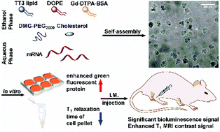 Graphical abstract: Dual-functional lipid-like nanoparticles for delivery of mRNA and MRI contrast agents