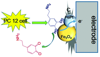 Graphical abstract: Enhancing electrochemical detection of dopamine via dumbbell-like FePt–Fe3O4 nanoparticles