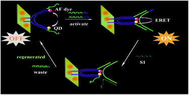 Graphical abstract: DNA nanomachine-based regenerated sensing platform: a novel electrochemiluminescence resonance energy transfer strategy for ultra-high sensitive detection of microRNA from cancer cells