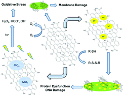 Graphical abstract: Antibacterial mechanisms of graphene-based composite nanomaterials