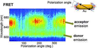 Graphical abstract: Selective turn-on and modulation of resonant energy transfer in single plasmonic hybrid nanostructures