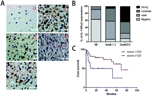 Graphical abstract: Retracted Article: An MSN-PEG-IP drug delivery system and IL13Rα2 as targeted therapy for glioma