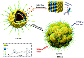 Graphical abstract: Coordination coupling enhanced two-photon absorption of a ZnS-based microhybrid for two-photon microscopy imaging in HepG2