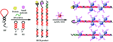 Graphical abstract: A colorimetric sensing platform based upon recognizing hybridization chain reaction products with oligonucleotide modified gold nanoparticles through triplex formation
