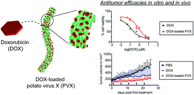 Graphical abstract: Potato virus X, a filamentous plant viral nanoparticle for doxorubicin delivery in cancer therapy