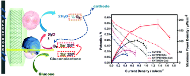 Graphical abstract: Co-immobilization of glucose oxidase and catalase for enhancing the performance of a membraneless glucose biofuel cell operated under physiological conditions