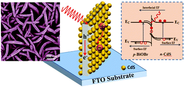 Graphical abstract: Mechanistic insights into the photoinduced charge carrier dynamics of BiOBr/CdS nanosheet heterojunctions for photovoltaic application