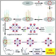 Graphical abstract: Ultrasensitive electrochemical detection of Dicer1 3′UTR for the fast analysis of alternative cleavage and polyadenylation